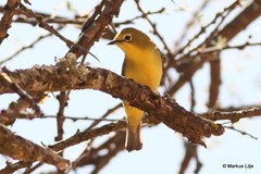 Zosterops flavilateralis