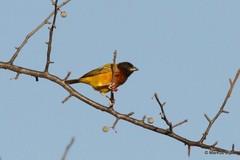 Ploceus dichrocephalus