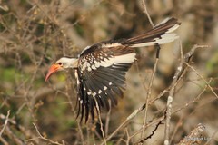 Tockus erythrorhynchus