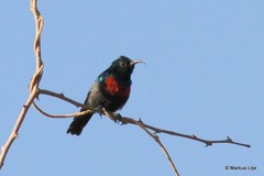 Cinnyris nectarinioides