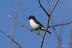 Anthreptes orientalis