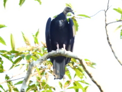 Cathartes