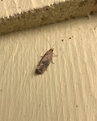 Endothenia nubilana