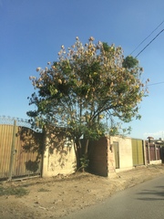 Tipuana tipu