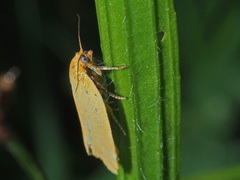 Aphelia viburnana
