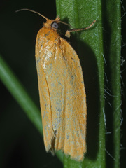 Aphelia viburnana