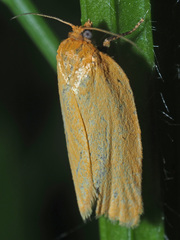 Aphelia viburnana