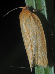 Aphelia viburnana
