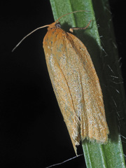 Aphelia viburnana