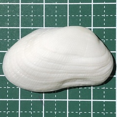Barbatia foliata