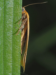 Aphelia viburnana