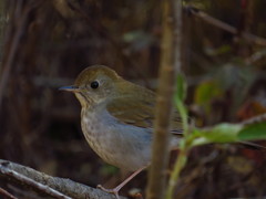 Catharus occidentalis