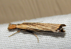 Agriphila vulgivagellus