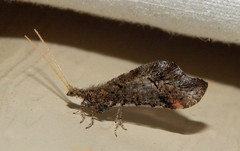 Lomamyia