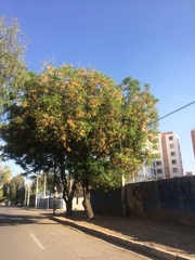 Tipuana tipu