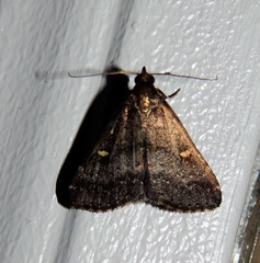 Tetanolita mynesalis