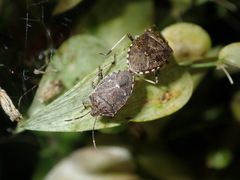Oncocoris apicalis