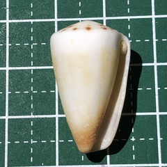 Conus planorbis