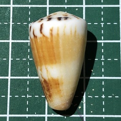 Conus planorbis