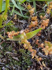Crassula thunbergiana
