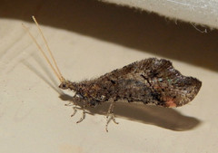 Lomamyia