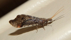 Lomamyia