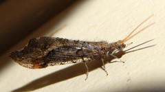 Lomamyia