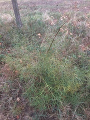 Peucedanum officinale