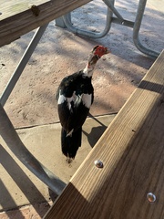 Cairina moschata domestica