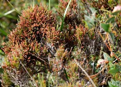Allocasuarina misera