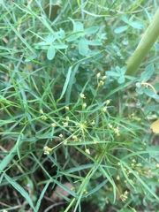 Peucedanum officinale