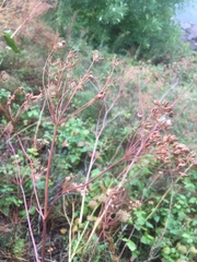 Peucedanum officinale