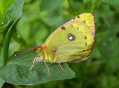 Colias erate