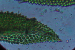 Fissidens megalotis