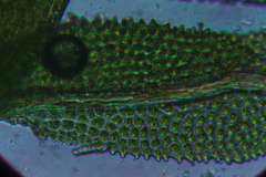 Fissidens megalotis