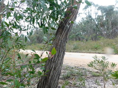 Eucalyptus baxteri
