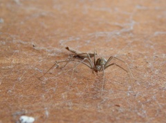 Loxosceles simillima