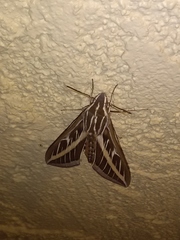 Hyles lineata