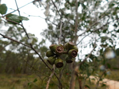 Eucalyptus baxteri