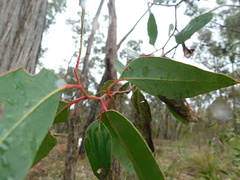 Eucalyptus baxteri
