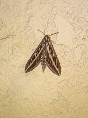 Hyles lineata