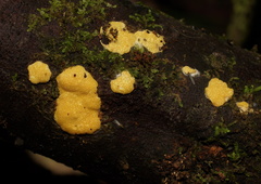 Trichoderma victoriense