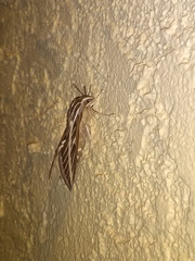 Hyles lineata
