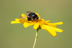 Xylocopa splendidula