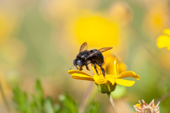 Xylocopa splendidula