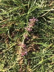 Origanum majorana