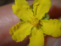 Hibbertia pedunculata