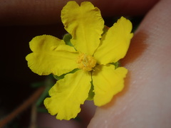 Hibbertia pedunculata