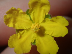 Hibbertia pedunculata