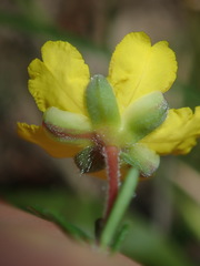 Hibbertia pedunculata